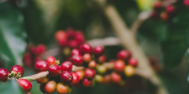 nature berries